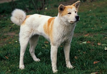 AKITA INU DOG, ADULT STANDING ON GRASS