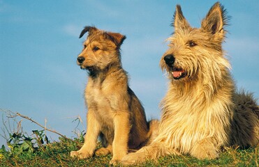 PICARDY SHEPHERD DOG, FEMALE WITH STANDING ON GRASS