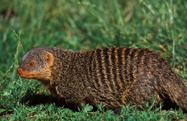 BANDED MONGOOSE mungos mungo, ADULT STANDING ON GRASS