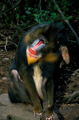 MANDRILL mandrillus sphinx, MALE SCRATCHING ITS HEAD WITH FIND FOOT