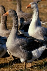 TOULOUSE GOOSE, A FRENCH BREED PRODUCING PATE DE FOIE GRAS, FRANCE