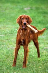 IRISH SETTER OR RED SETTER, MALE PLAYING WITH BONE