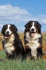 BERNESE MOUNTAIN DOG, PAIR OF ADULTS SITTING ON GRASS