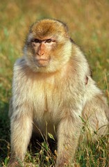 BARBARY MACAQUE macaca sylvana, FEMALE STANDING IN LONG GRASS