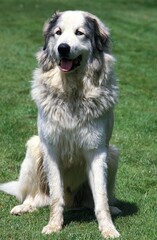 GREAT PYRENEES DOG OR PYRENEAN MOUNTAIN DOG, ADULT SITTING ON GRASS