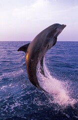 BOTTLENOSE DOLPHIN tursiops truncatus, ADULT LEAPING AT SUNSET, HONDURAS