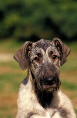 IRISH WOLFHOUND, PORTRAIT OF ADULT