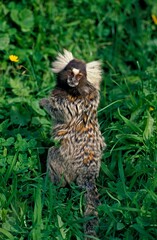 COMMON MARMOSET callithrix jacchus, ADULT STANDING ON HIND LEGS