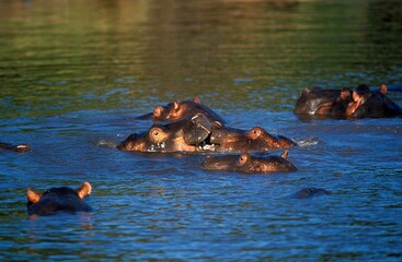 Fototapeta na wymiar HIPPOPOTAMUS hippopotamus amphibius, GROUP STANDING IN MARA RIVER, MASAI MARA PARK, KENYA