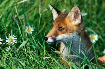 RED FOX vulpes vulpes, PORTRAIT OF ADULT STANDING IN LONG GRASS