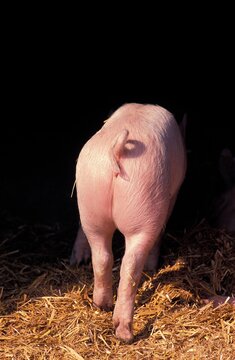 LARGE WHITE PIG, PIGGLET SHOWING BUM