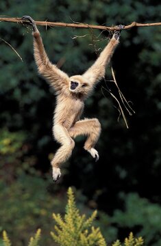 WHITE-HANDED GIBBON hylobates lar, ADULT HANGING FROM LIANA