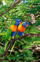 RAINBOW LORIKEET trichoglossus haematodus moluccanus, PAIR OR ADULTS STANDING ON BRANCH, AUSTRALIA