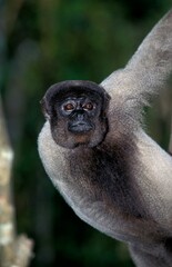 COLOMBIAN WOLLY MONKEY lagothrix lagothricha lugens, ADULT