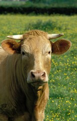PORTRAIT OF COW IN MEADOW