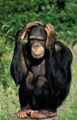 Naklejka premium CHIMPANZEE pan troglodytes, ADULT WITH FUNNY FACE, SCRATCHING ITS HEAD