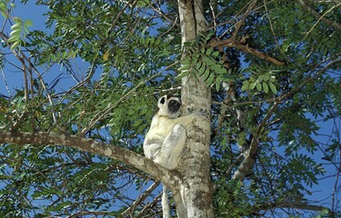 VERREAUX'S SIFAKA propithecus verreauxi, ADULT STANDING IN TREE, BERENT RESERVE IN MADAGASCAR