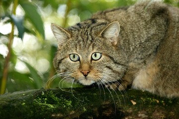 EUROPEAN WILDCAT felis silvestris, PORTRAIT OF ADULT ON BRANCH © slowmotiongli