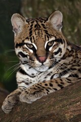 OCELOT leopardus pardalis, ADULT LAYING DOWN ON BRANCH