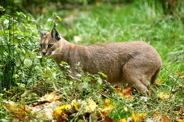 Fototapeta premium CARACAL caracal caracal, ADULT ON LONG GRASS