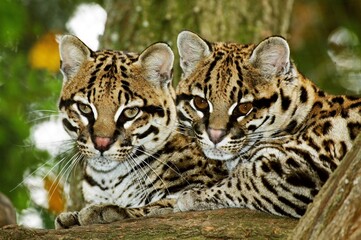 OCELOT leopardus pardalis, PAIR OF ADULTS LAYING DOWN ON BRANCH