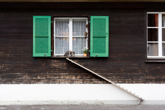 Cat at the windowsill of rural house