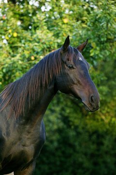 ENGLISH THOROUGHBRED HORSE, PORTRAIT OF MALE