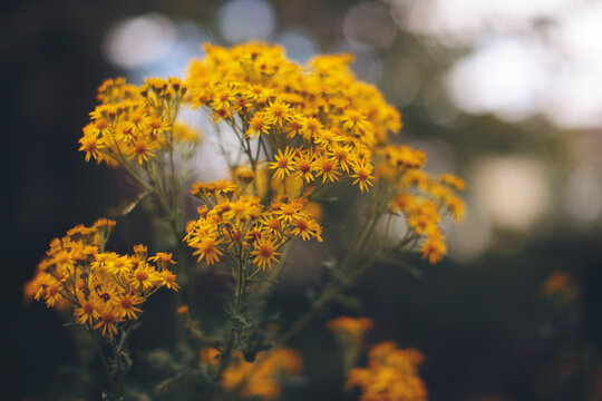 Flowering Ragwort