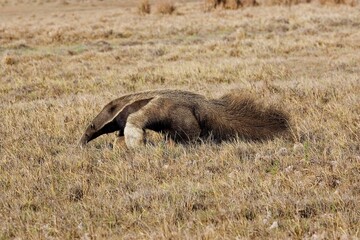 GIANT ANTEATER myrmecophaga tridactyla, ADULT STANDING ON DRY GRASS, LOS LIANOS IN VENEZUELA