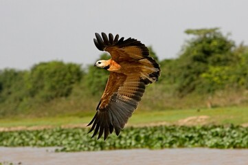 BLACK-COLLARED busarellus nigricollis, ADULT IN FLIGHT, LOS LIANOS IN VENEZUELA