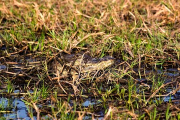 SPECTACLED CAIMAN caiman crocodilus, ADULT CAMOUFLAGED IN SWAMP, LOS LIANOS IN VENEZUELA