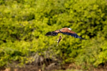 BLACK-COLLARED busarellus nigricollis, ADULT IN FLIGHT WITH FISH IN CLAWS, LOS LIANOS IN VENEZUELA