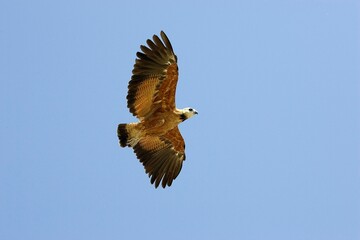 BLACK-COLLARED busarellus nigricollis, ADULT IN FLIGHT, LOS LIANOS IN VENEZUELA