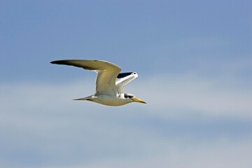 LARGE-BILLED TERN phaetusa simplex, ADULT IN FLIGHT, LOS LIANOS IN VENEZUELA