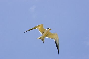 LARGE-BILLED TERN phaetusa simplex, ADULT IN FLIGHT, LOS LIANOS IN VENEZUELA