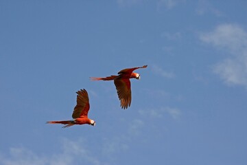 SCARLET MACAW ara macao, PAIR IN FLIGHT, LOS LIANOS IN VENEZUELA © slowmotiongli