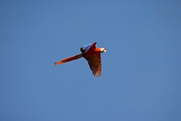 SCARLET MACAW ara macao, ADULT IN FLIGHT, LOS LIANOS IN VENEZUELA © slowmotiongli