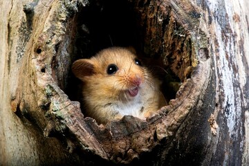 COMMON DORMOUSE muscardinus avellanarius, ADULT STANDING AT NEST ENTRANCE, NORMANDY IN FRANCE