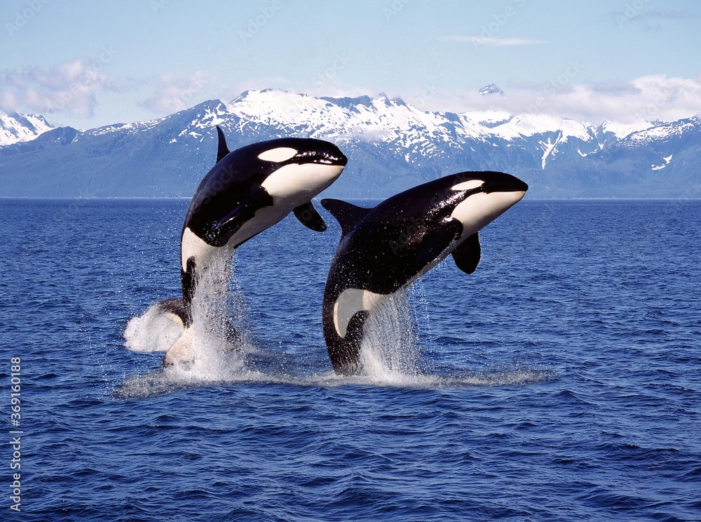 Sticker KILLER WHALE orcinus orca, PAIR LEAPING, CANADA