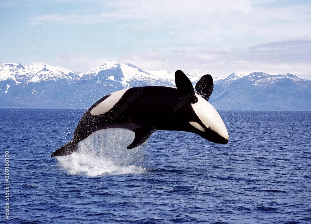 Wall mural killer whale orcinus orca, adult leaping, canada
