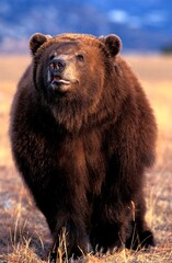KODIAK BEAR ursus arctos middendorffi, ADULT, ALASKA