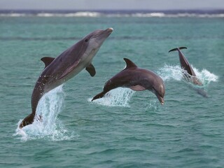 Fototapeta premium BOTTLENOSE DOLPHIN tursiops truncatus, GROUP LEAPING OUT OF THE WATER, HONDURAS