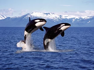 Fotobehang Orca KILLER WHALE orcinus orca, PAIR LEAPING, CANADA
