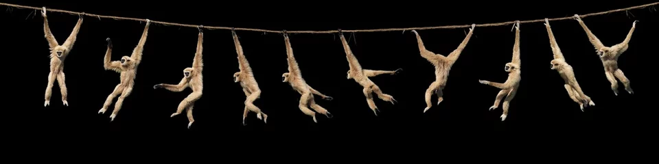 Foto op Plexiglas WHITEHANDED GIBBON hylobates lar, VROUWELIJK HANGEND AAN LIANA, BEWEGINGSVOLGORDE © slowmotiongli