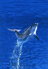 BOTTLENOSE DOLPHIN tursiops truncatus, ADULT LEAPING OUT OF WATER, HONDURAS