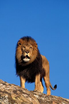 AFRICAN LION panthera leo, MALE STANDING ON ROCK