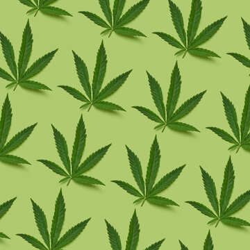 Pattern of fresh cannabis leaves