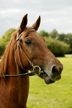 SELLE FRANCAIS HORSE, PORTRAIT OF MALE WITH HAIR NET