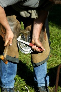 BLACKSMITH WITH A PERCHERON HORSE, TRIMMING HOOF WITH CUTTING KNIFE, NORMANDY IN FRANCE