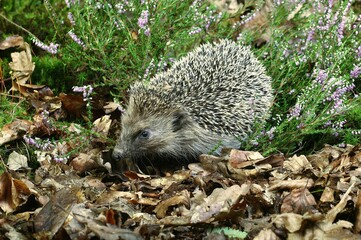 EUROPEAN HEDGEHOG erinaceus europaeus, ADULT NEAR WINTERT HEATER, NORMANDY IN FRANCE © slowmotiongli